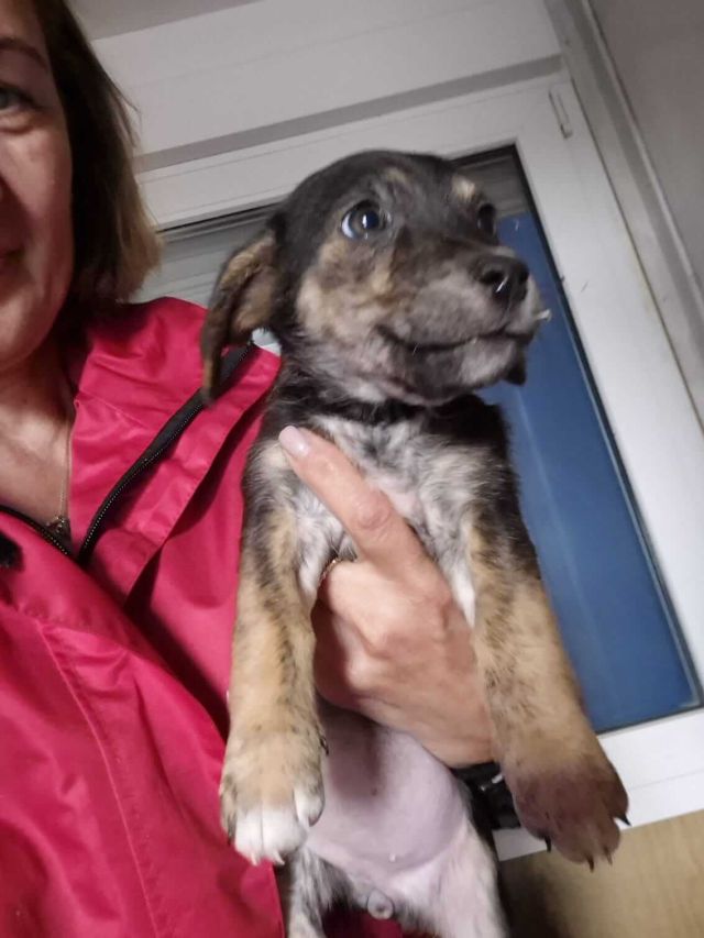 Hündinnen in Rumänien ab 12 Monate, Elisa