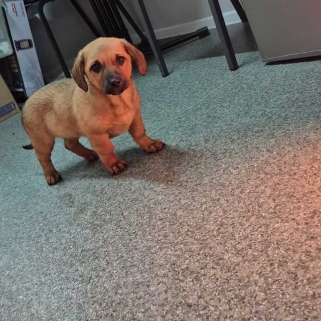 Hündinnen in Rumänien bis 11 Monate, Livia