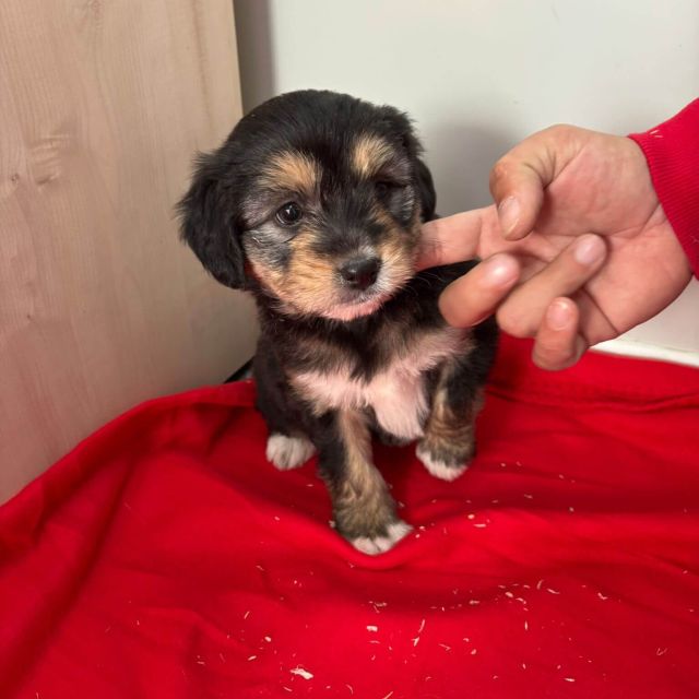 Rüden in Rumänien bis 11 Monate, Beari