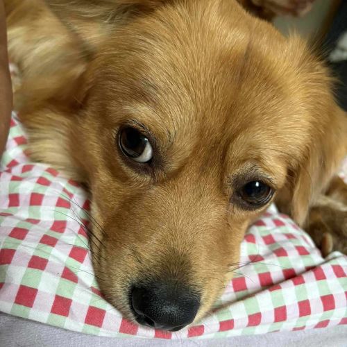 Rüden in Deutschland ab 12 Monate, Harry