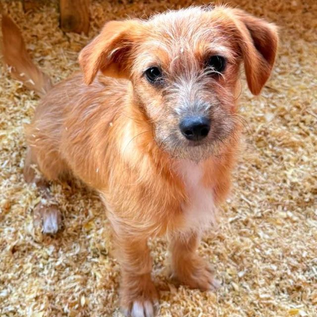 Hündinnen in Rumänien bis 11 Monate, Ella