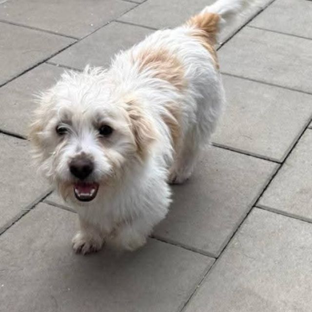 Rüden in Rumänien bis 11 Monate, Leopold