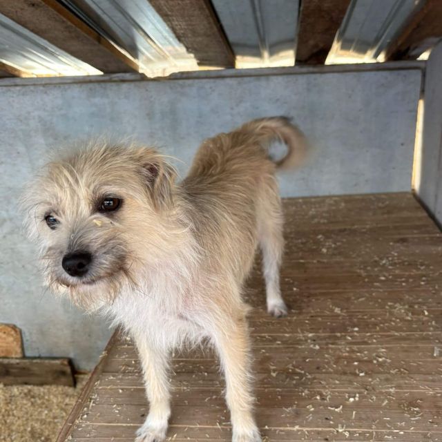 Hündinnen in Rumänien ab 12 Monate, Bailey