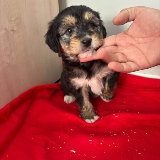 Rüden in Rumänien bis 11 Monate, Beari