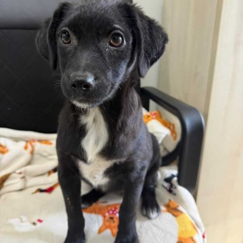 Hündinnen in Rumänien bis 11 Monate, Soi