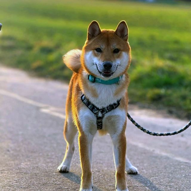 Rüden in Deutschland bis 11 Monate, Mochi