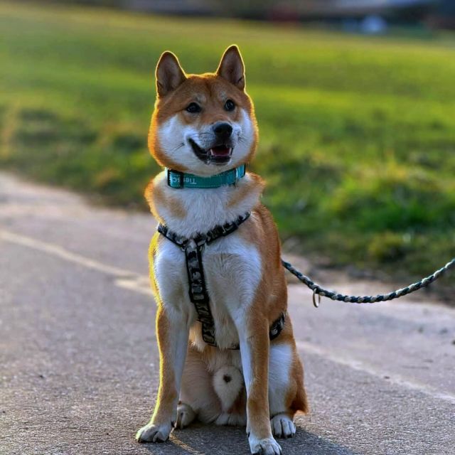 Rüden in Deutschland bis 11 Monate, Mochi