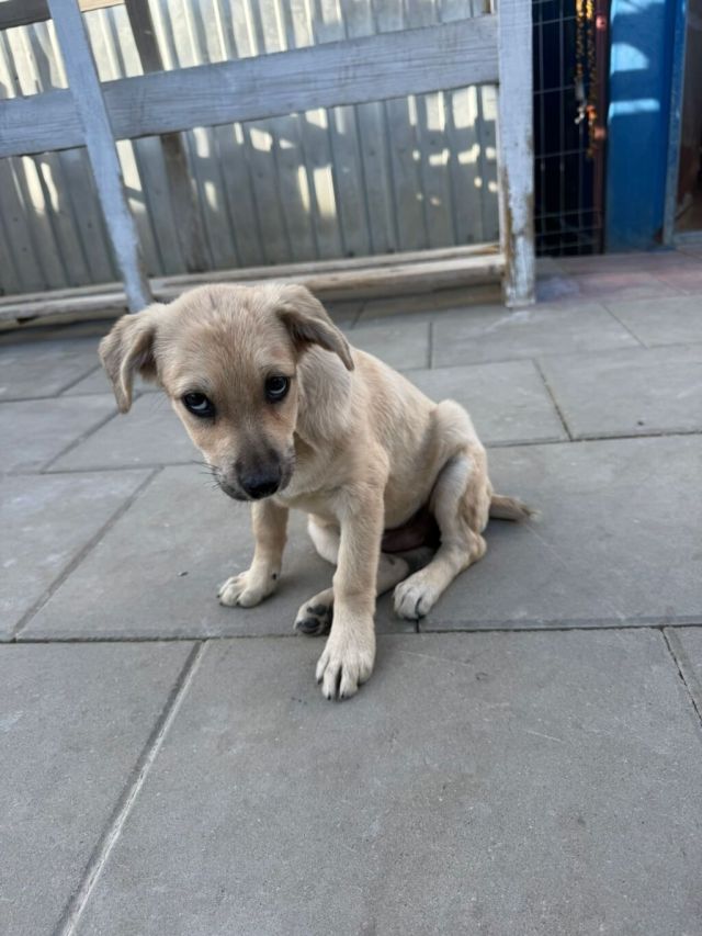 Hündinnen in Rumänien bis 11 Monate, Sira