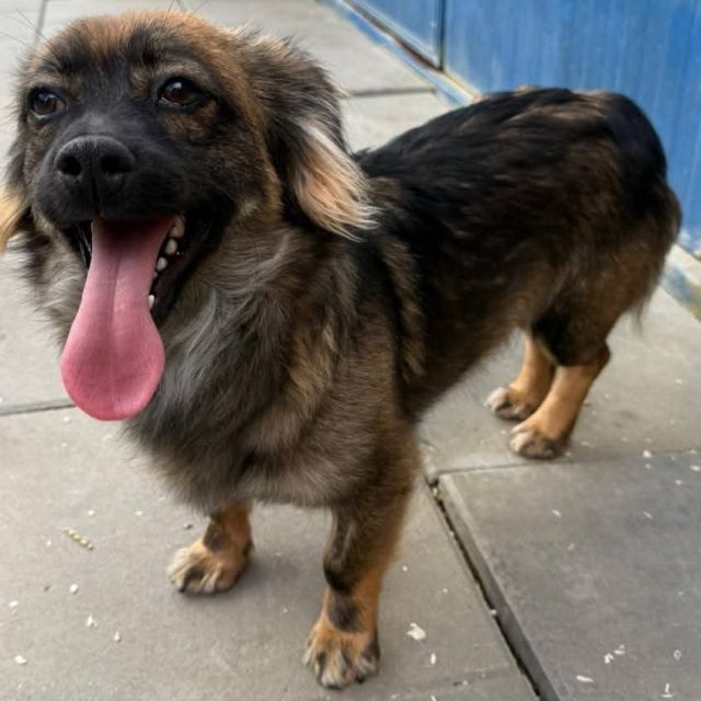 Rüden in Deutschland bis 11 Monate, Karlo