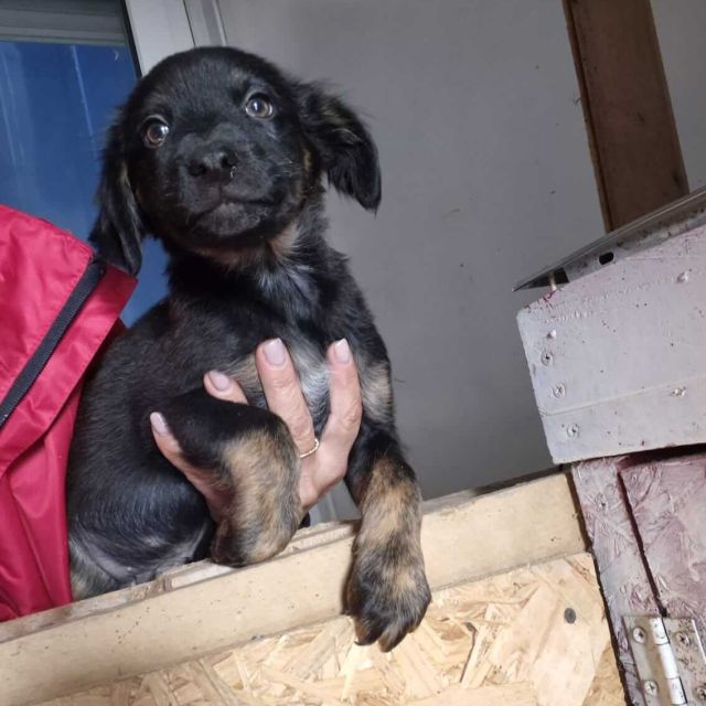 Rüden in Rumänien ab 12 Monate, Theo