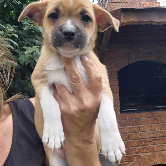 Hündinnen in Rumänien bis 11 Monate, Kiki
