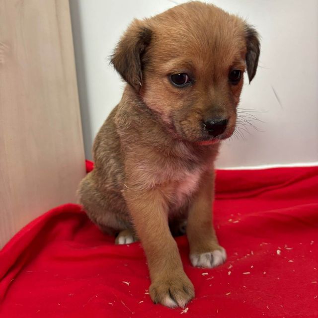 Rüden in Rumänien bis 11 Monate, Brownie