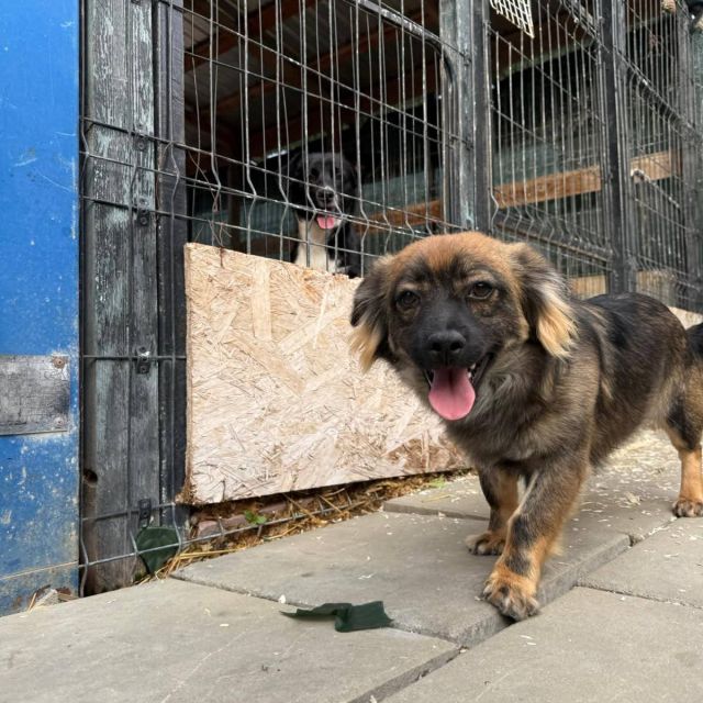 Rüden in Deutschland bis 11 Monate, Karlo