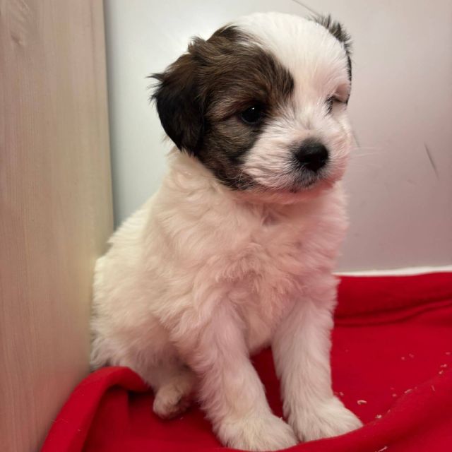 Rüden in Rumänien bis 11 Monate, Benjie