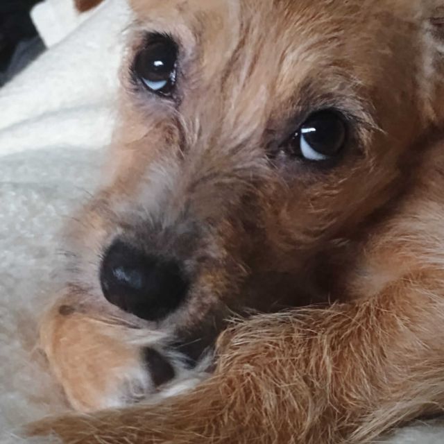 Hündinnen in Deutschland bis 11 Monate, Ella