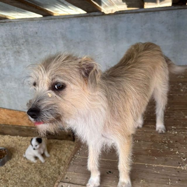 Hündinnen in Rumänien ab 12 Monate, Bailey