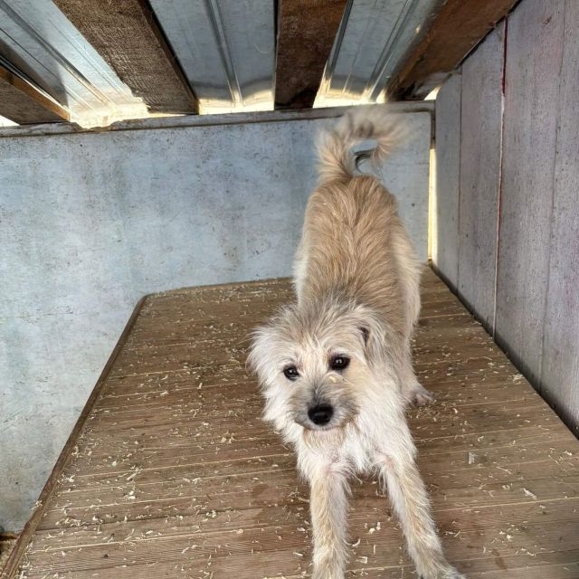 Hündinnen in Rumänien ab 12 Monate, Bailey