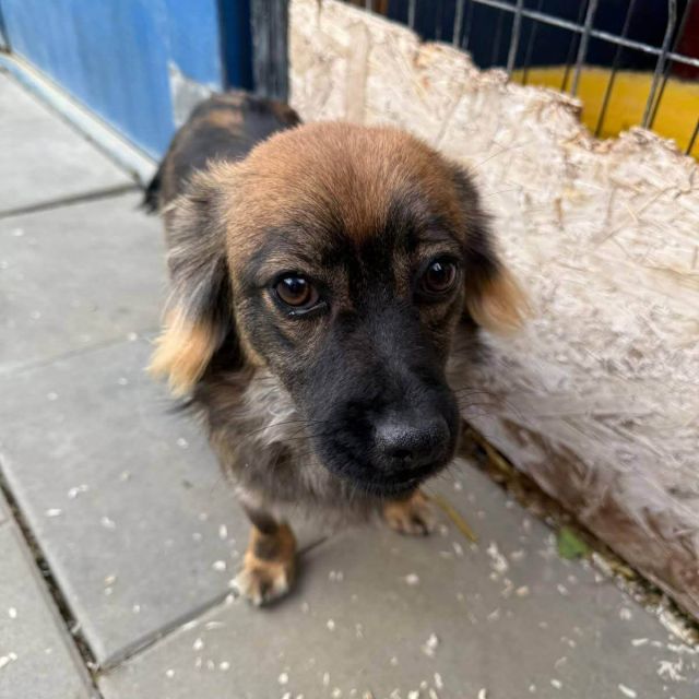 Rüden in Deutschland bis 11 Monate, Karlo