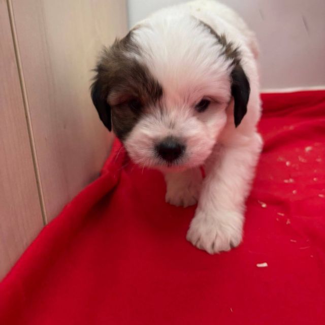 Rüden in Rumänien bis 11 Monate, Benjie