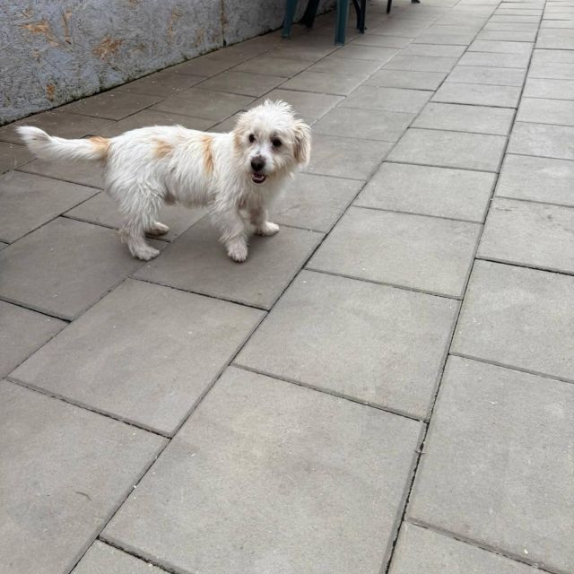 Rüden in Rumänien bis 11 Monate, Leopold