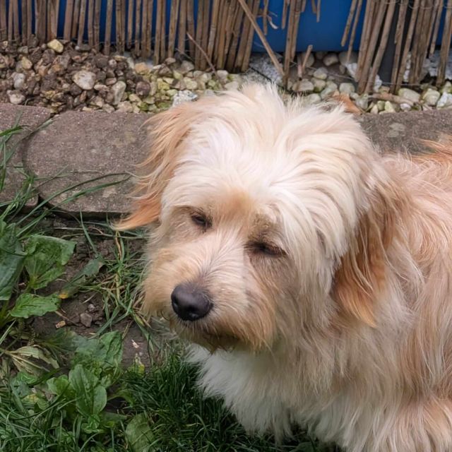 Rüden in Deutschland ab 12 Monate, Teddy