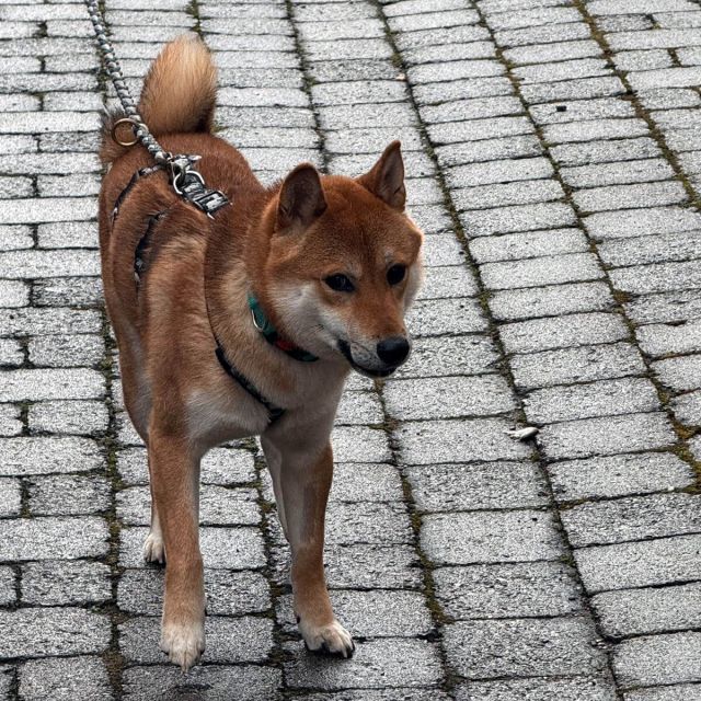 Rüden in Deutschland bis 11 Monate, Mochi