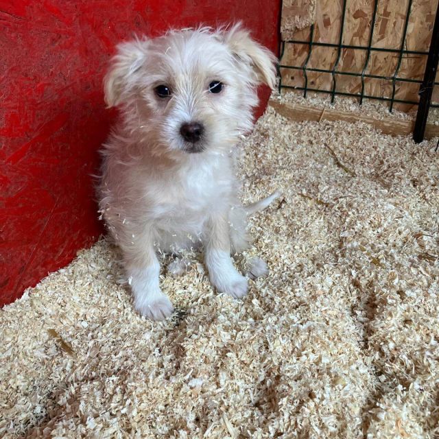 Rüden in Deutschland bis 11 Monate, Kenai