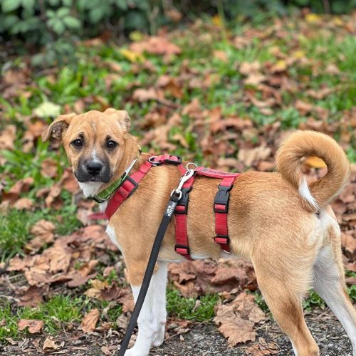 Hündinnen in Deutschland bis 11 Monate, Kiki