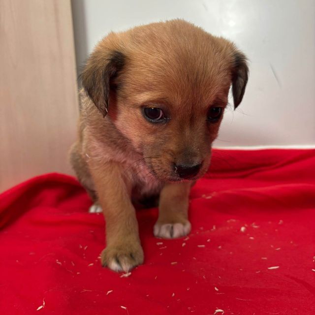 Rüden in Rumänien bis 11 Monate, Brownie