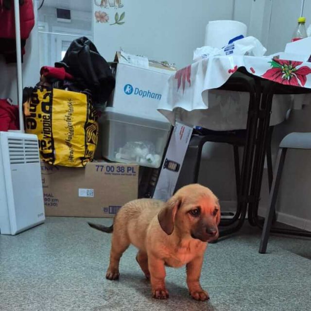 Hündinnen in Rumänien bis 11 Monate, Livia