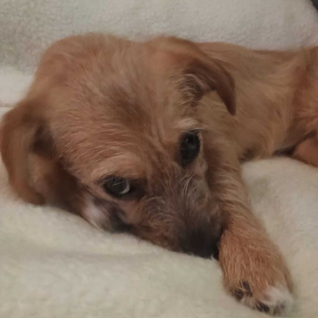 Hündinnen in Deutschland bis 11 Monate, Ella