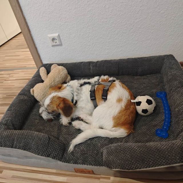 Rüden in Deutschland bis 11 Monate, Bommel