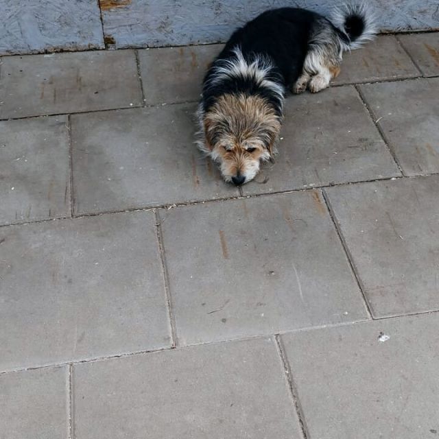 Rüden in Rumänien ab 12 Monate, Yoda