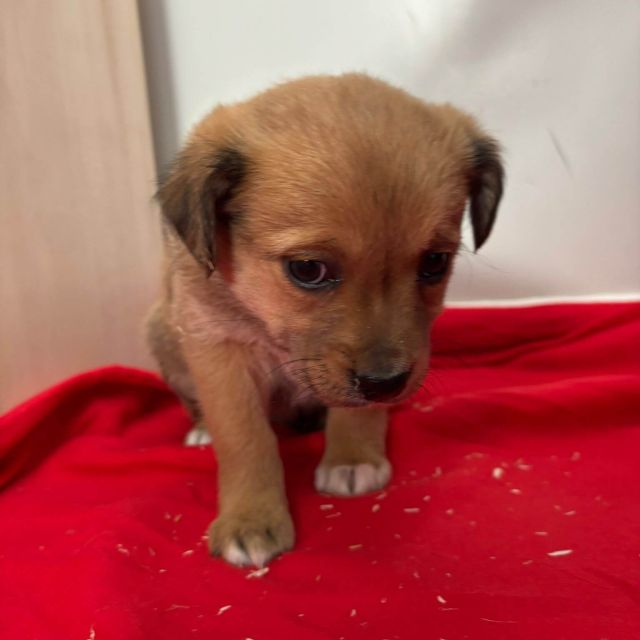 Rüden in Rumänien bis 11 Monate, Brownie