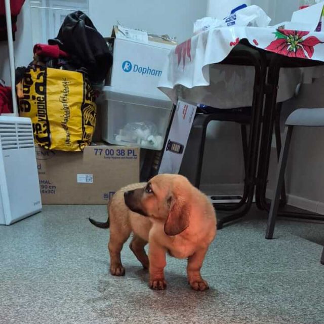 Hündinnen in Rumänien bis 11 Monate, Livia