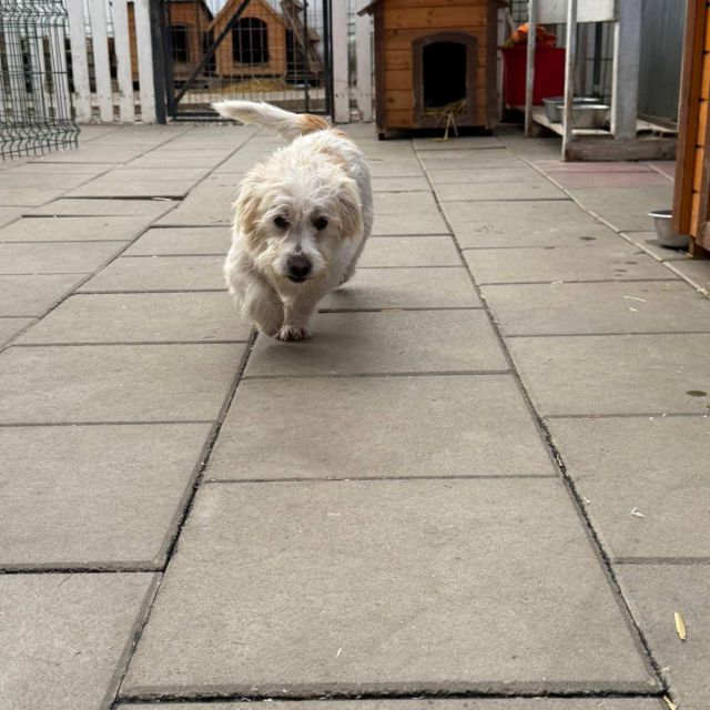 Rüden in Rumänien bis 11 Monate, Leopold