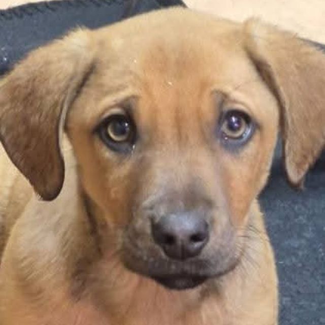 Rüden in Rumänien bis 11 Monate, Lino