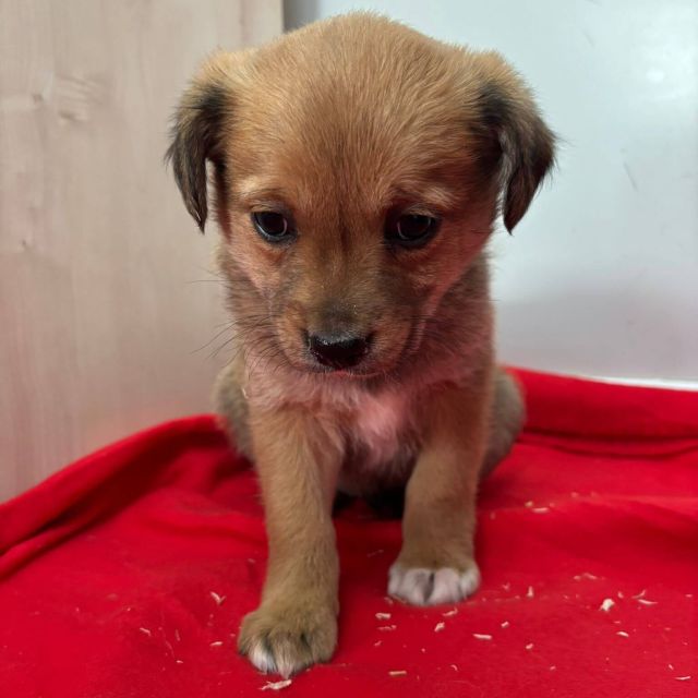 Rüden in Rumänien bis 11 Monate, Brownie