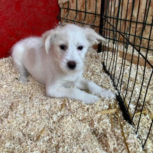 Rüden in Rumänien bis 11 Monate, Walter