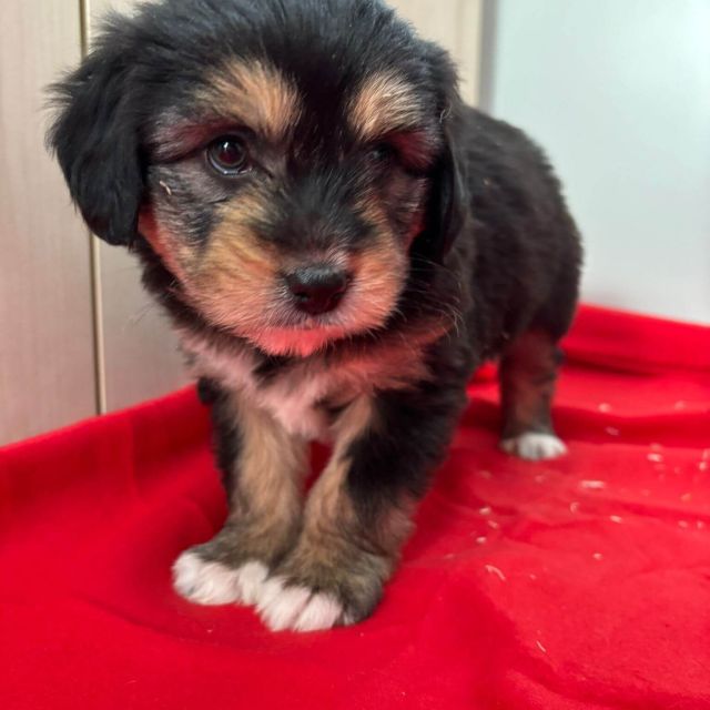 Rüden in Rumänien bis 11 Monate, Beari