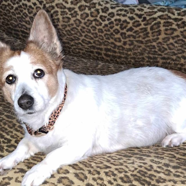 Hündinnen in Deutschland ab 12 Monate, Bobita