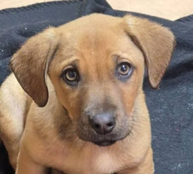 Rüden in Rumänien bis 11 Monate, Lino