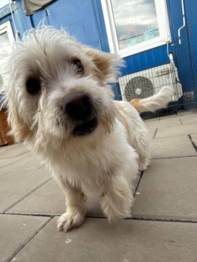 Rüden in Rumänien bis 11 Monate, Leopold