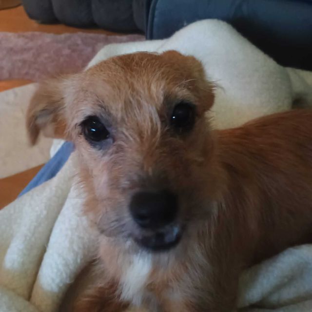 Hündinnen in Deutschland bis 11 Monate, Ella