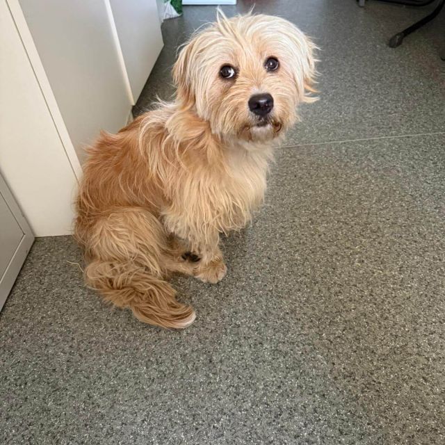 Rüden in Rumänien ab 12 Monate, Teddy