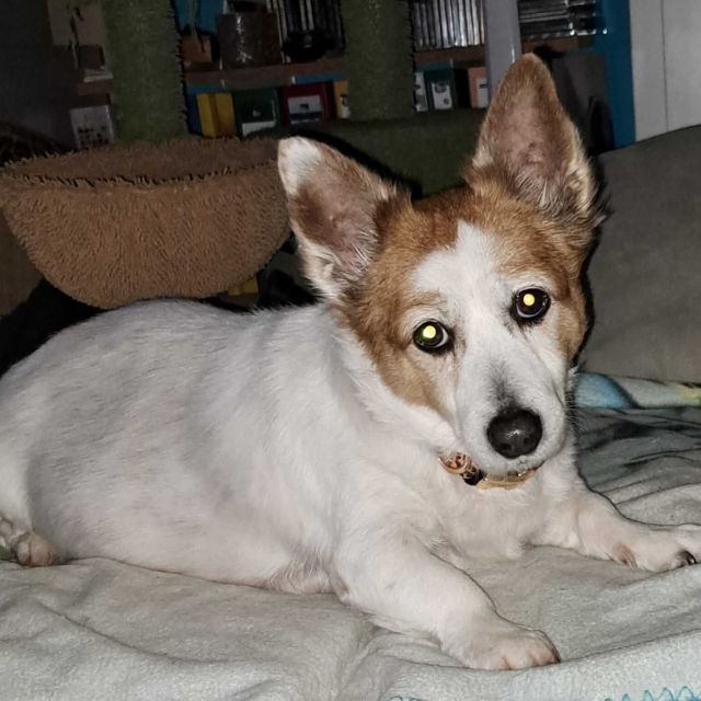 Hündinnen in Deutschland ab 12 Monate, Bobita