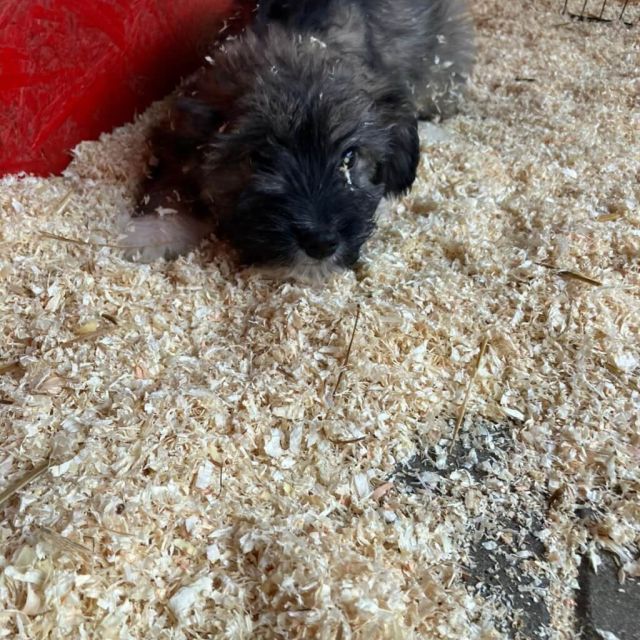 Rüden in Rumänien bis 11 Monate, Wini