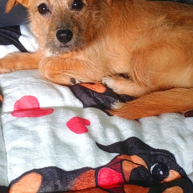 Hündinnen in Deutschland bis 11 Monate, Ella