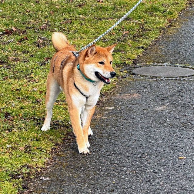 Rüden in Deutschland bis 11 Monate, Mochi