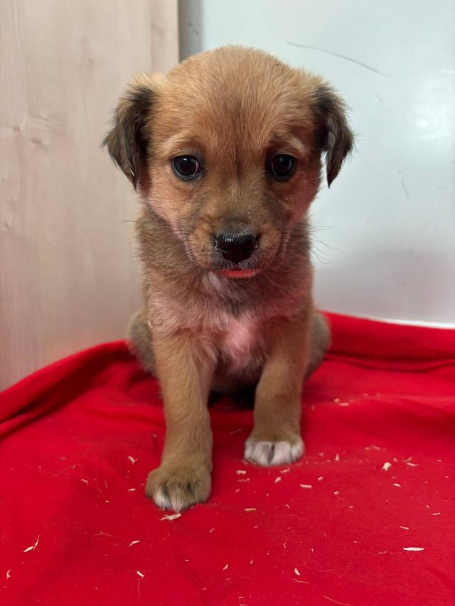 Rüden in Rumänien bis 11 Monate, Brownie